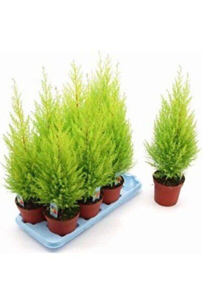 Serdar Çam Tohumculuk Bodur Limon Selvi Bonzai Ağacı Tohumu Ekim Seti 5 Tohum Saksı Toprak Kombin