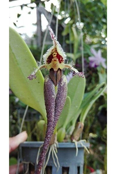 GARDENYA TOHUMCULUK 10 Adet Kraliçe Orkide Çiçek Tohumu