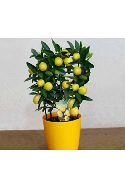 pearlexoticseed Bodur Limon Ağacı Tohumu 5 Adet