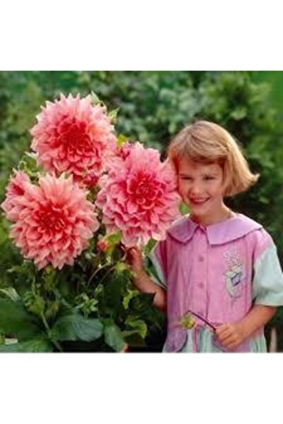 ata tohumculuk Yıldız Çiçeği Tohumu Karışık  15 Adet