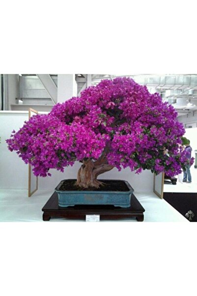 Genel Markalar Çiçek Tohumu Bonsai Begonvil Tohumu Tropikal Çiçek Tohumları (...