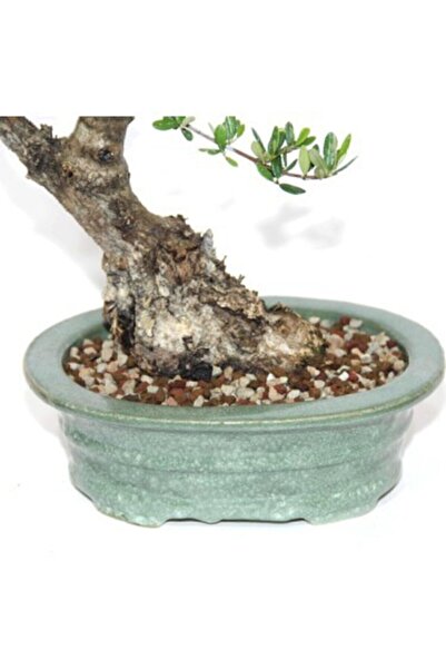 Serdar Çam Tohumculuk Ithal Bonzai Ağacı Toprağı 3 Litre Bonsai Toprağı