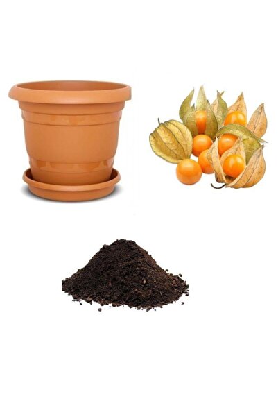 Serdar Çam Tohumculuk Altın Çilek Tohumu Ekim Seti