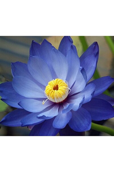 Naturel Tohum Karışık Renkli Lotus Çiçeği Tohumu