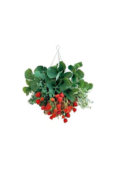 Genel Markalar 4 Mevsim Yediveren Çilek Tohumu Ekim Seti Saksı Toprak 10 Adet...