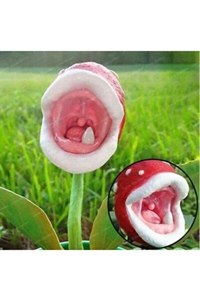 Çam Tohumculuk Nadir Ithal Etçil Bitki Etobur Bitki Çiçeği Sinek Kapan Tohumu 5 Tohum Çiçek Tohumu