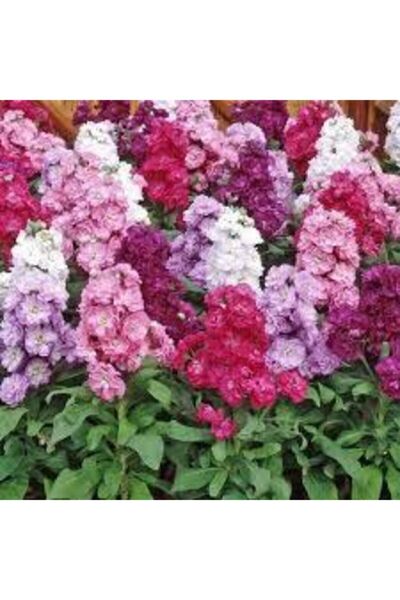 Genel Markalar Şebboy Çiçeği Tohumu – Katmerli Karışık Renk (10 Adet)