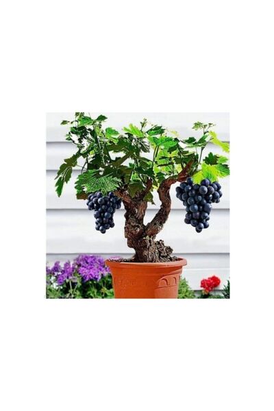 Serdar Çam Tohumculuk Nadir Ithal Bodur Siyah Üzüm Bonzai Ağacı Tohumu Ekim S...