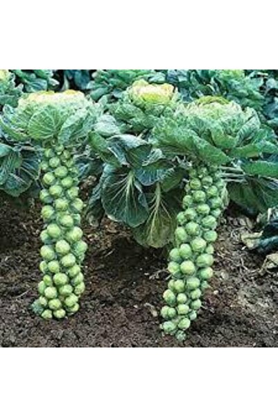 ata tohumculuk 10 Adet Tohum Yerli Bürüksel Lahana Tohumu Süpriz Hediye Tohum Brüksel Lahanası Lahana