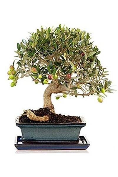 Genel Markalar Bodur Zeytin Bonzai Ağacı Ekim Seti 2 Adet Tohum Saksı Toprak ...