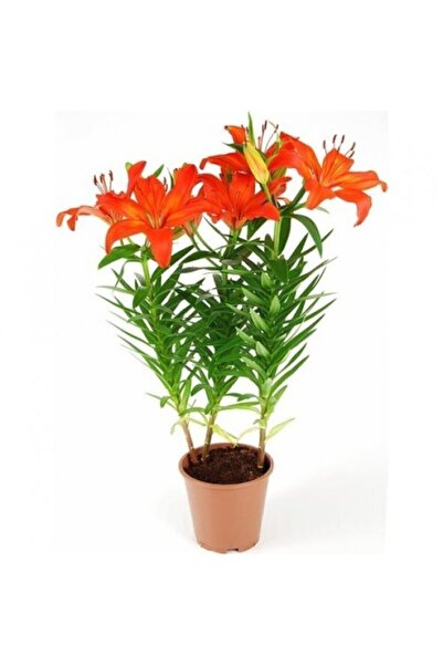 Serdar Çam Tohumculuk Pembe Arpa Zambak Tohumu 3 Adet Tohum