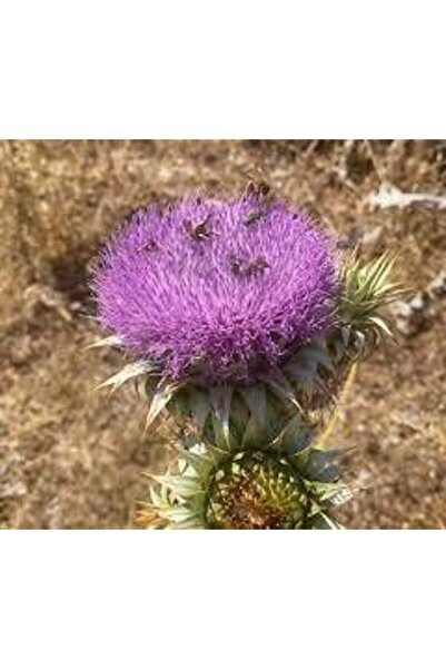 ata tohumculuk 20 Adet Tohum Nadir Bulunan Deve Dikeni Çiçeği Tohumu Kenger G...