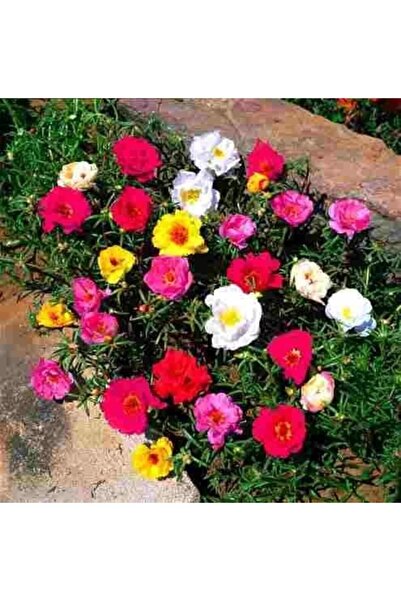 Serdar Çam Tohumculuk Karışık Ipek Şellaki Çiçeği Tohumu 5 Adet Tohum Kedi Tırnağı Çiçek Tohumu