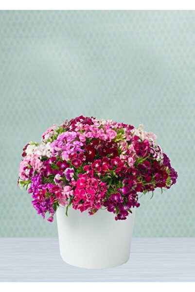 Serdar Çam Tohumculuk Karışık Hüsnüyusuf Çiçeği Tohumu 5 Adet Tohum Hüsnü Yus...