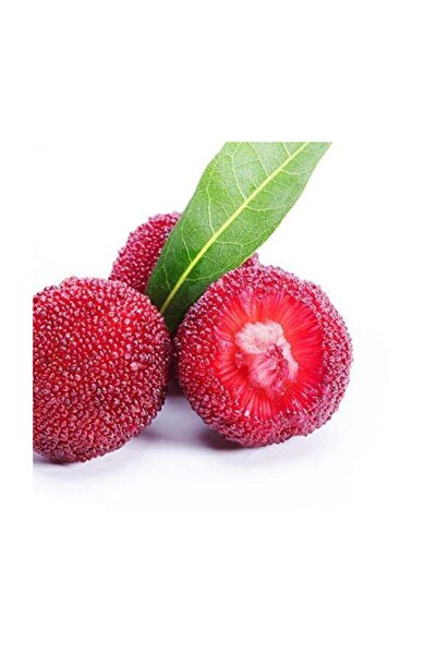 Genel Markalar Tropikal Çin Çileği Tohumu 2 Adet Tohum Myrica Çilek