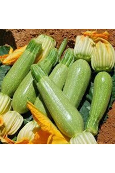 ata tohumculuk 10 Adet Tohum Sakız Kabak Tohumu Orjinal Ata Tohum Dolmalık Be...