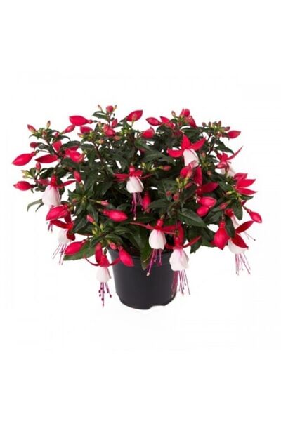 Serdar Çam Tohumculuk Karışık Küpeli Çiçeği Tohumu 5 Adet Tohum Çiçek Tohumu