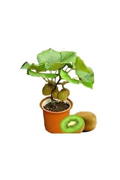 Serdar Çam Tohumculuk Nadir Ithal Bodur Kivi Bonzai Ağacı Tohumu 5 Tohum Bons...