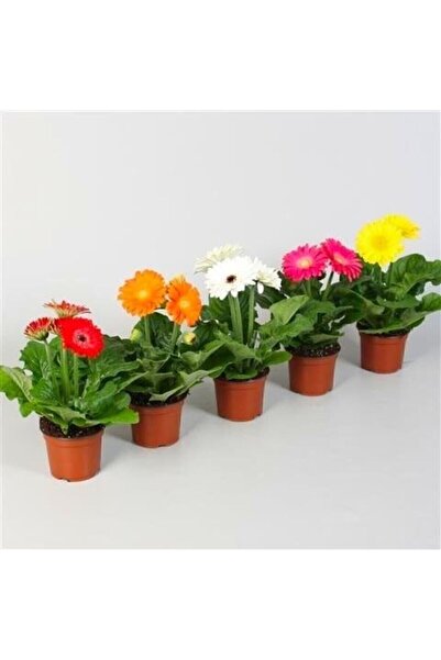 Çam Tohumculuk Nadir Karışık Gerbera Çiçeği Tohumu 5 Tohum Çiçek Tohumu