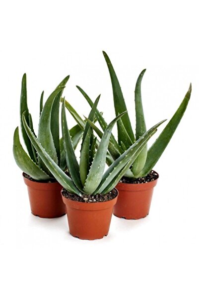 Serdar Çam Tohumculuk Nadir Ithal Saksılık Aleo Vera Tohumu Aleovera Çiçek To...