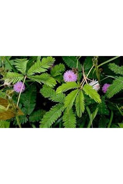 ata tohumculuk Tohum Nadir Bulunan Küstüm Çiçeği Tohumu Küsen Çiçek Tohumu 5 Adet