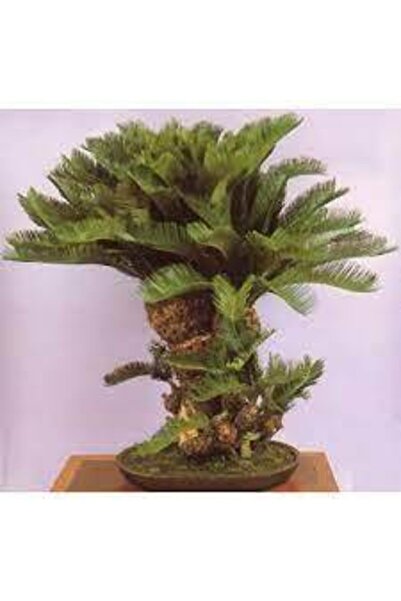 ata tohumculuk 3 Adet Tohum Bodur Bonsai Palmiye Ağacı Bonsai Tohum Ata Tohum...