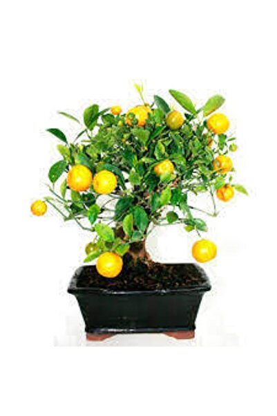 ata tohumculuk 10 Adet Tohum Bodur Bonsai Limon Ağacı Tohumu