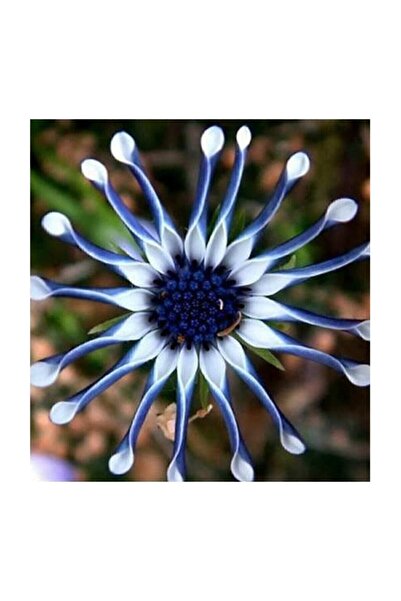 Çam Tohumculuk Nadir İthal Dev Mavi Papatya Tohumu 5 Adet Tohum Çiçek Tohumu