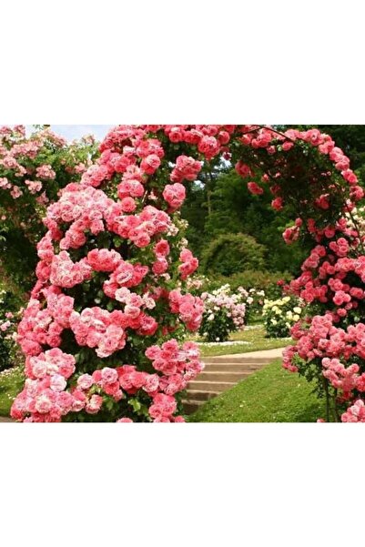 Serdar Çam Tohumculuk Nadir Pembe Sarmaşık Gül Tohumu 5 Adet Tohum