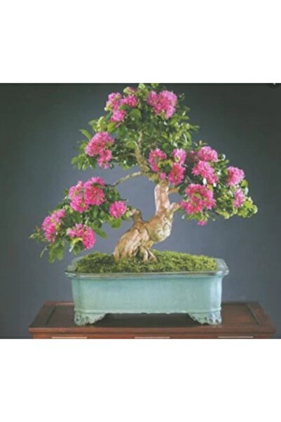 Serdar Çam Tohumculuk Bodur Pembe Gül Bonzai Ağacı Tohumu 5 Adet Tohum Bonsai...