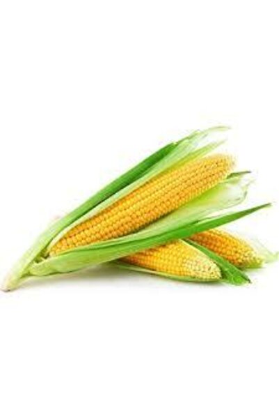 ata tohumculuk 30 Adet Tohum Eko Paket Süt Mısırsüt Mısır Tohumu Darı Tohumu Mısır Tohumu Sürpriz Hediye Tohumlu