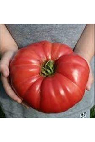 ata tohumculuk 10 Adet Tohum Saksılık Nadir Organik Dev Hollanda Domates Tohu...