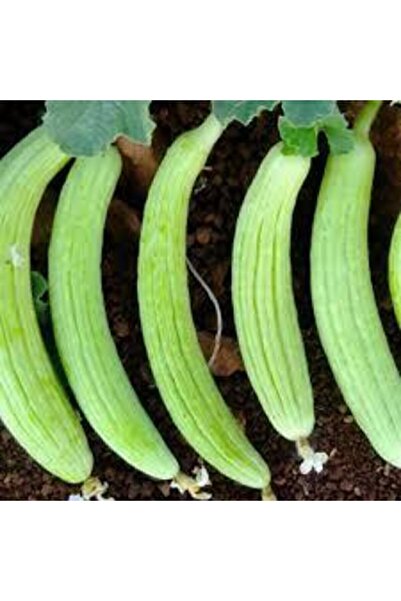 ata tohumculuk 20 Adet Organik Acur Tohumu Sürpriz Hediye Sebze Tohumu Bol Ve...