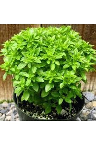 ata tohumculuk Yeşil Yapraklı Fesleğen Çiçeği 30 Adet