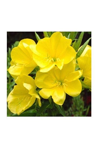 Genel Markalar Tohumculuk 50 Adet Tohum Ezan Çiçeği Gece Mumu Tohumu