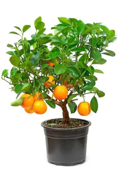 Serdar Çam Tohumculuk Bodur Portakal Bonzai Ağacı Ekim Seti 5 Adet Tohum Saks...