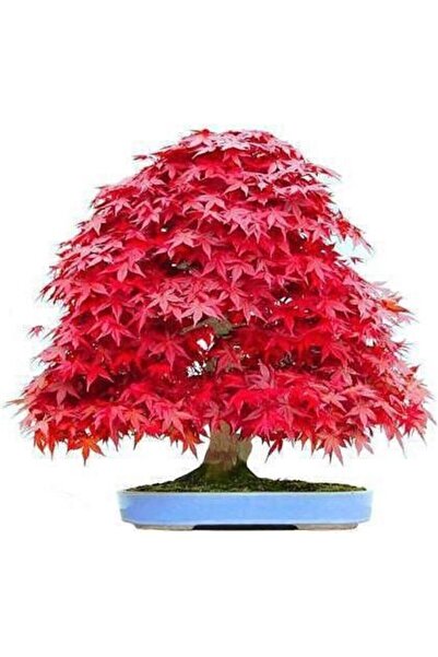 Serdar Çam Tohumculuk Nadir Ithal Bodur Red Maple Bonzai Ağacı Tohumu 5 Tohum...