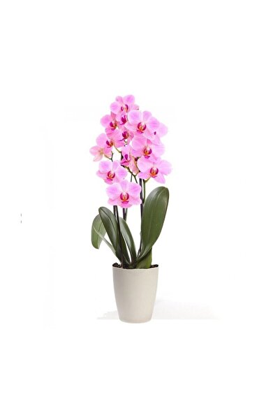 Genel Markalar Pembe Orkide Tohumu 5 Adet Tohum Phalaenopsis Çiçek Tohumu