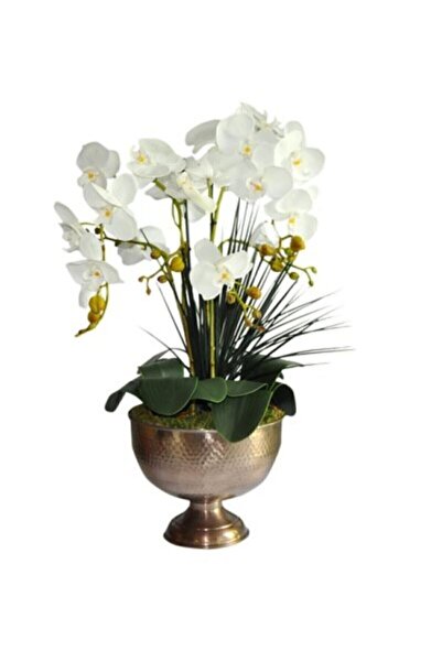 Genel Markalar Look Nadir Bulunan Beyaz Orkide Çiçeği Çiçek Tohumu 5 Adet TH-...