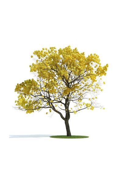 Serdar Çam Tohumculuk Sarı Tabebuia Ağacı Tohumu 5 Adet Tohum