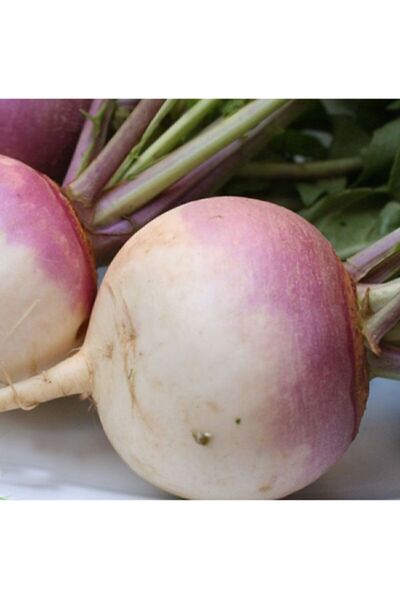 OXE GARDEN Şalgam Turp Tohumu 50 Adet Doğal Tohum