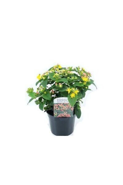 Serdar Çam Tohumculuk Eko Paket 50 Tohum Nadir Sarı Kantoron Tohumu Kantaron ...