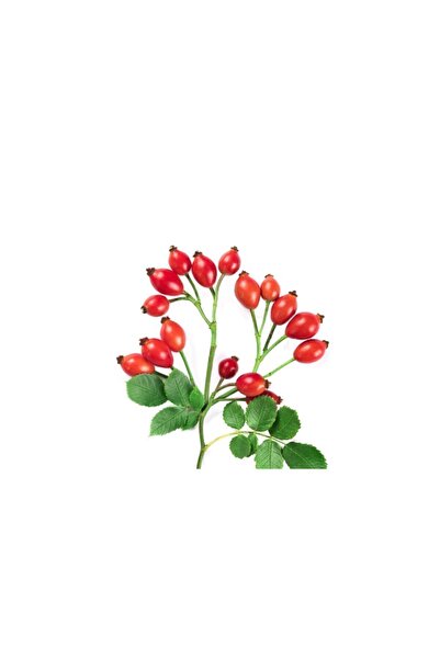 Genel Markalar Kuşburnu Tohumu 5 Adet Tohum Kuş Burnu Meyvesi