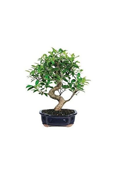 Serdar Çam Tohumculuk Nadir Ithal Bodur Defne Bonzai Ağacı Tohumu 3 Tohum Bon...