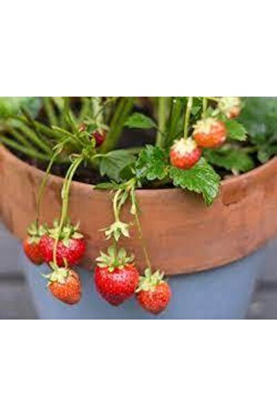 ata tohumculuk 15 Adet Tohum Ithal Nadir Saksılık Çilek Tohumu Yediveren Çile...