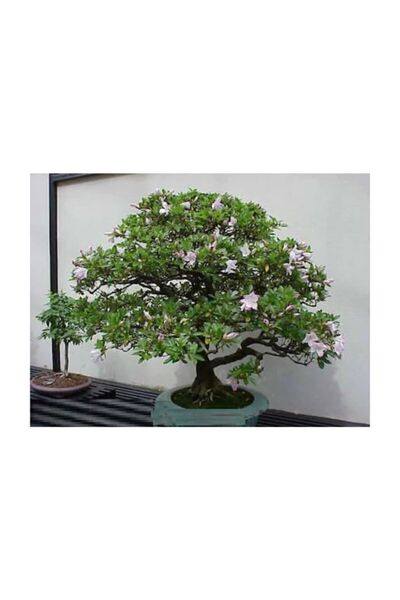 Serdar Çam Tohumculuk Bodur Tesbih Bonzai Ağacı Ekim Seti 5 Adet Tohum Saksı ...