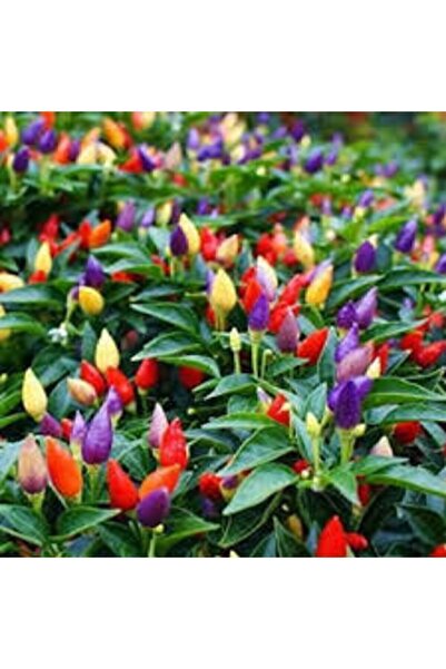 ata tohumculuk 50 Adet Tohum Yediveren Acı Süs Biberi Tohumu Süper Kalite Tur...