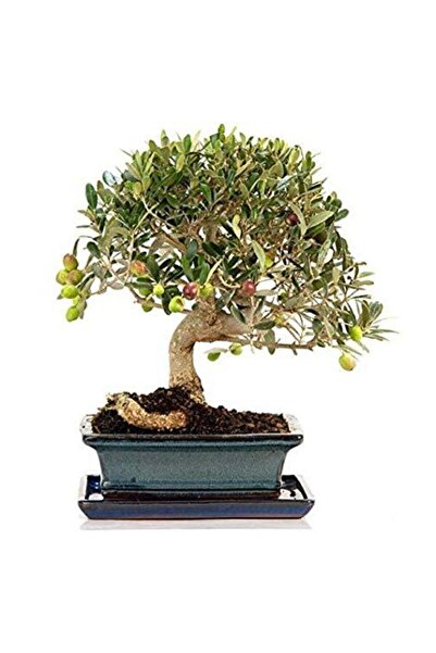 Çam Tohumculuk Bodur Zeytin Bonzai Ağacı Tohumu 2 Adet Tohum Bonsai Ağacı Tohumu