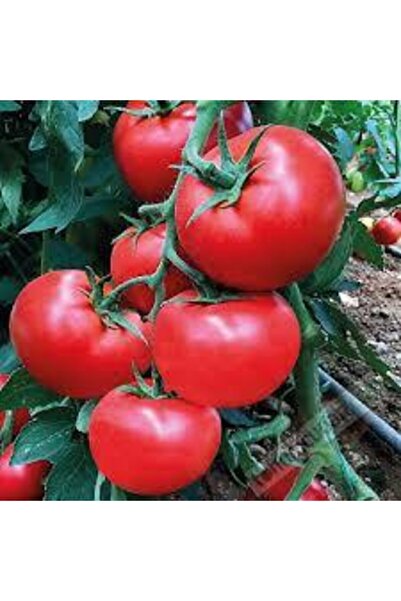 ata tohumculuk 35 Adet Tohum Eko Paket Sırık Domates Tohumu Domates Tohumu Sı...