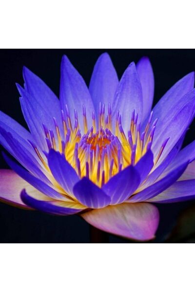 Naturel Tohum Mavi Lotus Çiçeği Tohumu & Nelumbo Tropikal Çiçek Tohumları (2 ...